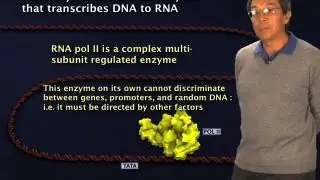 RNA Polymerase II - Robert Tjian (Berkeley/HHMI)