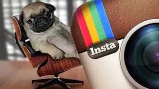 Instagram Pug Videos Compilation | Funny Dogs & Pugs are Awesome