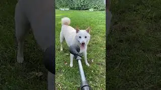 Shiba Inu Loves To Be Sprayed By Hose