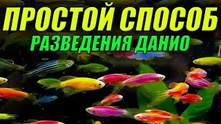 Самый ПРОСТОЙ СПОСОБ разведения данио в аквариуме!