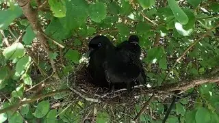 Racket-tailed treepie bird Feed the baby in the nest well (EP28) Racket-tailed treepie bird