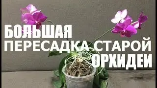 большая ПЕРЕСАДКА СТАРОЙ ОРХИДЕИ