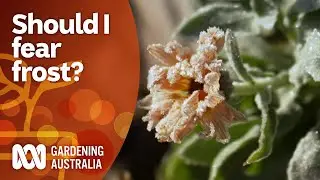 Do I need to Fear Frost? | Gardening 101 | Gardening Australia