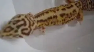 Simple and useful tip on how to save your leopard gecko from impaction