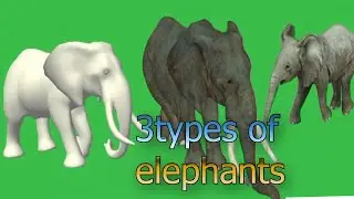 elephant green screen  animation video#2023