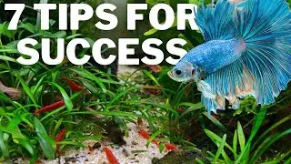 Can You Keep Bettas with Shrimp?