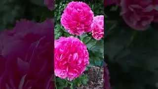 пион Mary Jo Legar - просто чудо! #пионы #peony #maryjolegar #бодровцветовод #всаду