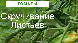 Почему Скручиваются листья на томатах? Решение есть!