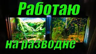 Работаю на разводне аквариумных рыбок