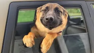 Everyone needs a German Shepherd in their life ❤️🐶 NEW Funny Dog Videos