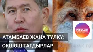 Атамбаев жана түлкү. Окшоштуктар.