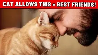 24 Signs That Your Cat Considers You Their Best Friend (Not Every Cat Owner!)