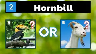 Name These Animals That Start With H | Animals  Quiz