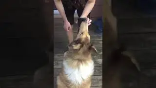 Dog Eats Phone (Funny)