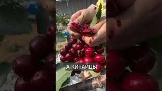 Черешня из Китая размером с КУЛАК: На стероидах?