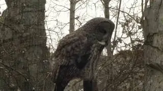 Top 10 Iconic Canadian Animals - Great Grey Owl