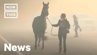 Residents Rush to Evacuate Animals From Easy Fire | NowThis