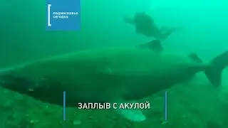 Дайвер из Подмосковья снял на видео гренландскую полярную акулу