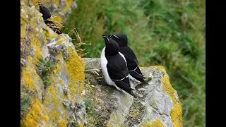 Razorbills Alca torda courtship behaviour, Sumburgh Head, Shetland