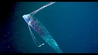 Oarfish: The Ultimate Fish Tale