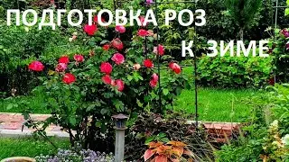 ВАЖНЫЕ ОСЕННИЕ ПОДКОРМКИ ДЛЯ РОЗ.  Что сделать в СЕНТЯБРЕ . . ПОДГОТОВКА РОЗ К ЗИМЕ .