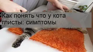 Как понять что у кота глисты: симптомы