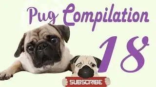 Pug Compilation 18 - Funny Dogs Compilation 2017 | Best Funny Dog Videos Ever