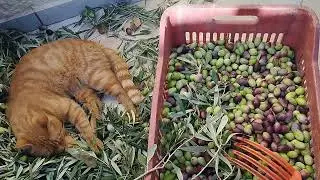 Forcing my Orange Cat to Become Farmer but he is Super Lazy