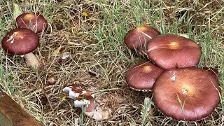 Our First Adventure with Wine Cap Mushroom: A Simple Recipe