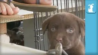 Adorable Chocolate Lab Puppy VS. Foot - Puppy Love