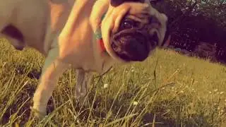 funny pug running in slo-mo