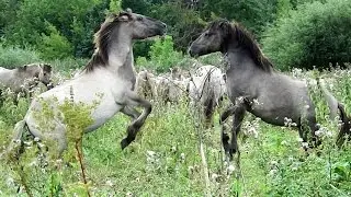 9.08.2016 - Savvaļas zirgi (Stāstījums) - Дикие лошади - Wild horses, Jelgava, Latvia