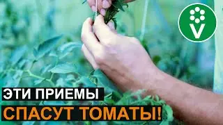 ТОМАТЫ ЖИРУЮТ? Эти приемы все исправят!