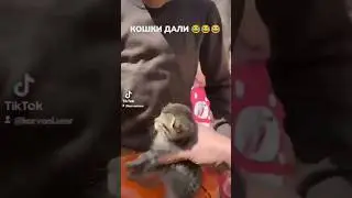 КОШКИ ДАЛИИИИ