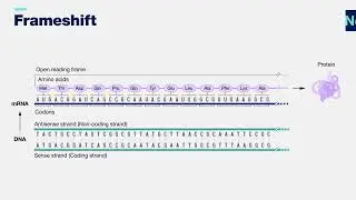 Frameshift mutation 3-D