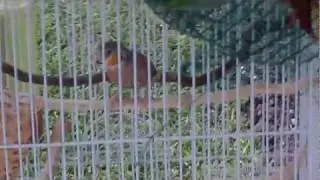 My male Amadina fasciata (Cut- throat finch) says hello to the camera!