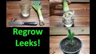 How To Grow A New Leek From A Leek! - 2020