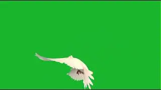 Group Of pigeons Flying Green Screen  Effect