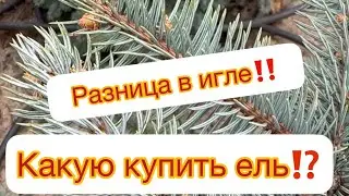 КАКУЮ КУПИТЬ ЕЛЬ🌲⁉️Разница в игле огромна