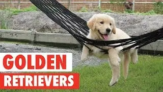 Good Goldens | Golden Retrievers Video Compilation 2017