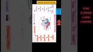 Blood flow through the Heart