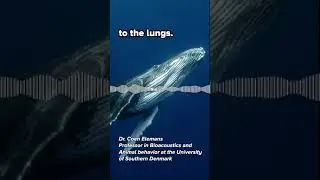 How do whales sing? 🐋