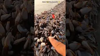 Great sea rescue: Over 1 million+ Barnacles lives saved 🥺