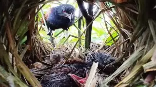 #Ep2 Greater coucal bird Her baby in the nest is very hungry