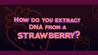 Strawberry DNA Extraction