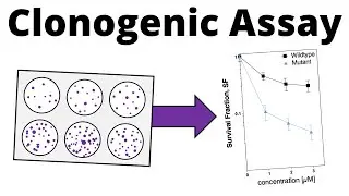 Clonogenic Cell Survival Assay (Colony Formation Assay)