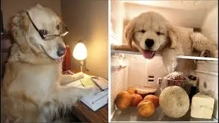 Funny and Cute Golden Retriever Videos That Will Change Your Mood For Good -  Golden Retriever Puppy