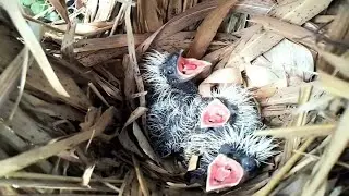 #EP8.Greater coucal birds Feed the frogs [ Review Bird Nest ]