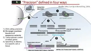 Precise Gene Editing of Human Pluripotent Stem Cells