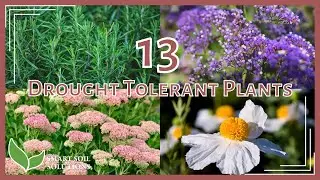 Drought Tolerant Plants For Full Sun (Perfect for Xeriscape Landscaping!)